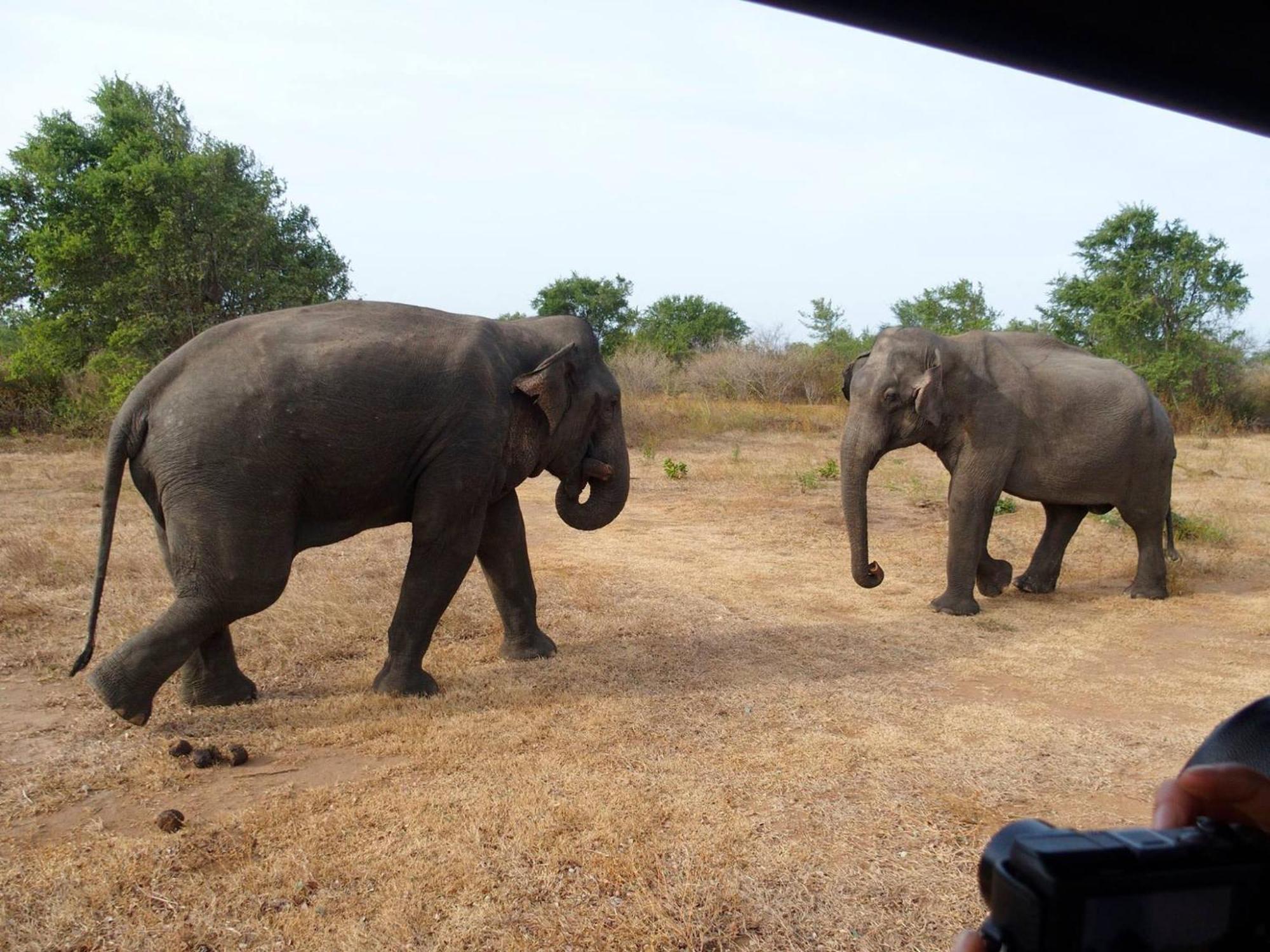 Paramount Safari Cottage Udawalawe Dış mekan fotoğraf